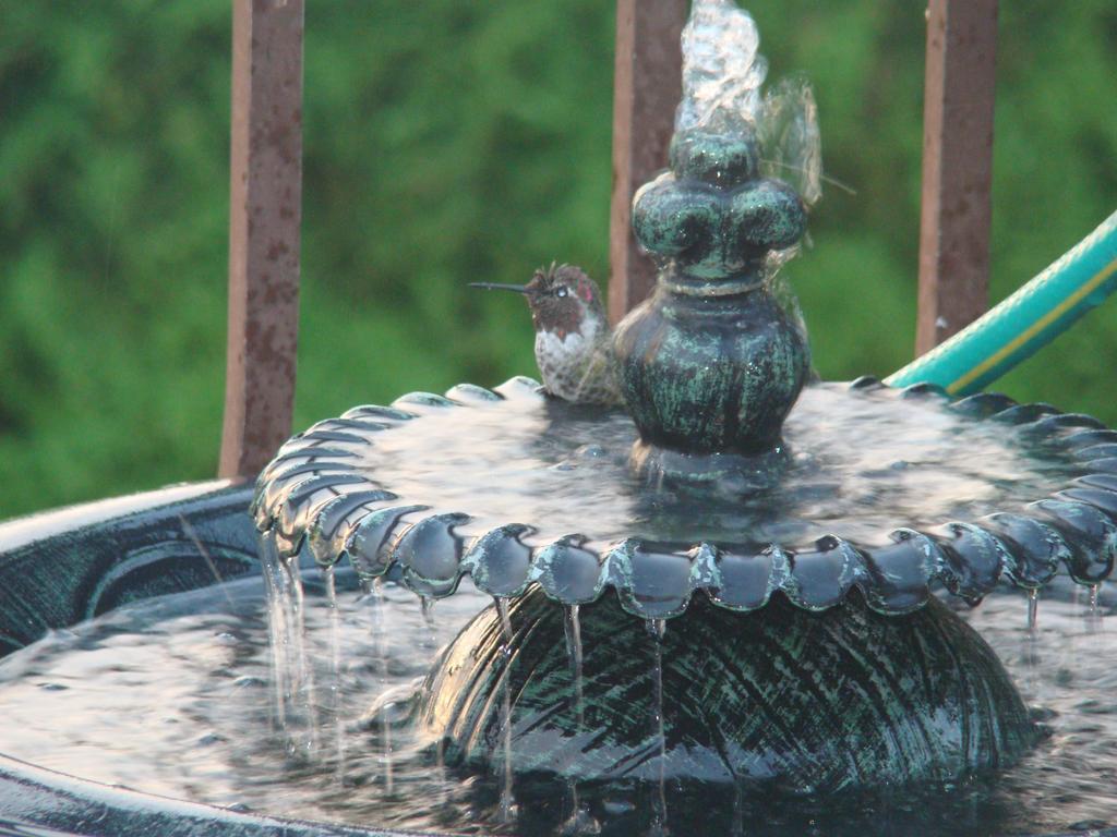 Hummers Haven Bed And Breakfast Duncan Εξωτερικό φωτογραφία